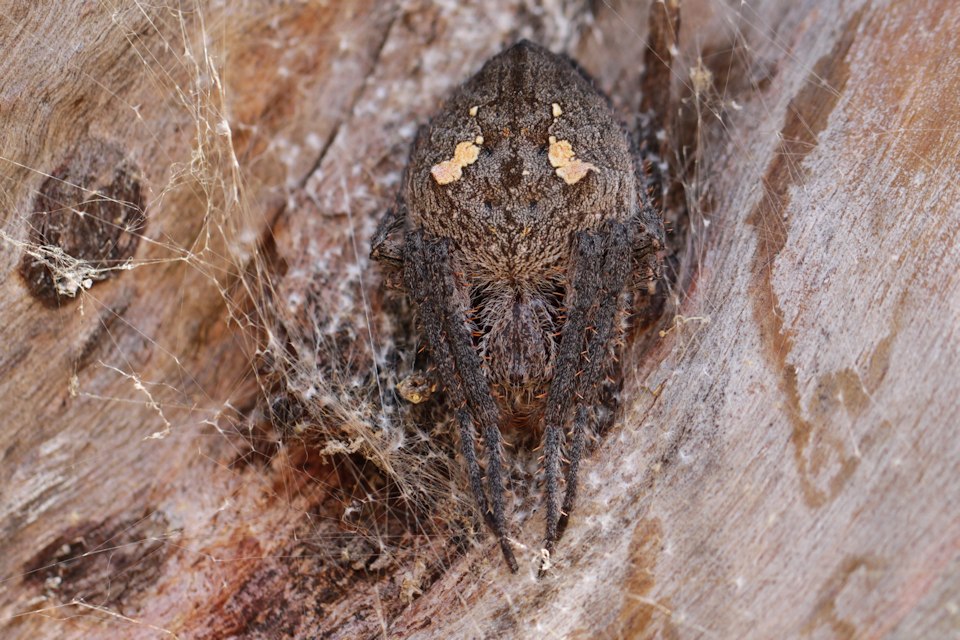 Eriophora sp Spider (za) (Eriophora sp)